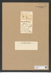 Zygoceros hemitropus L. W. (de-Toni-Nr.: Genus 126, Species 3551) Zeichnungen Sammlung Grunow Nr. 7031 (NHMW-BOT-W0375954)
